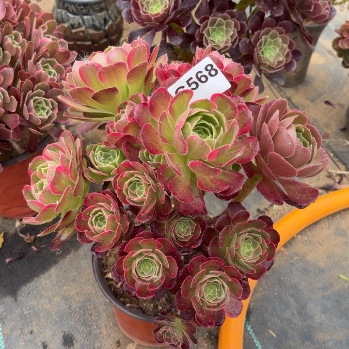 安娜多肉植物不包损568有断枝