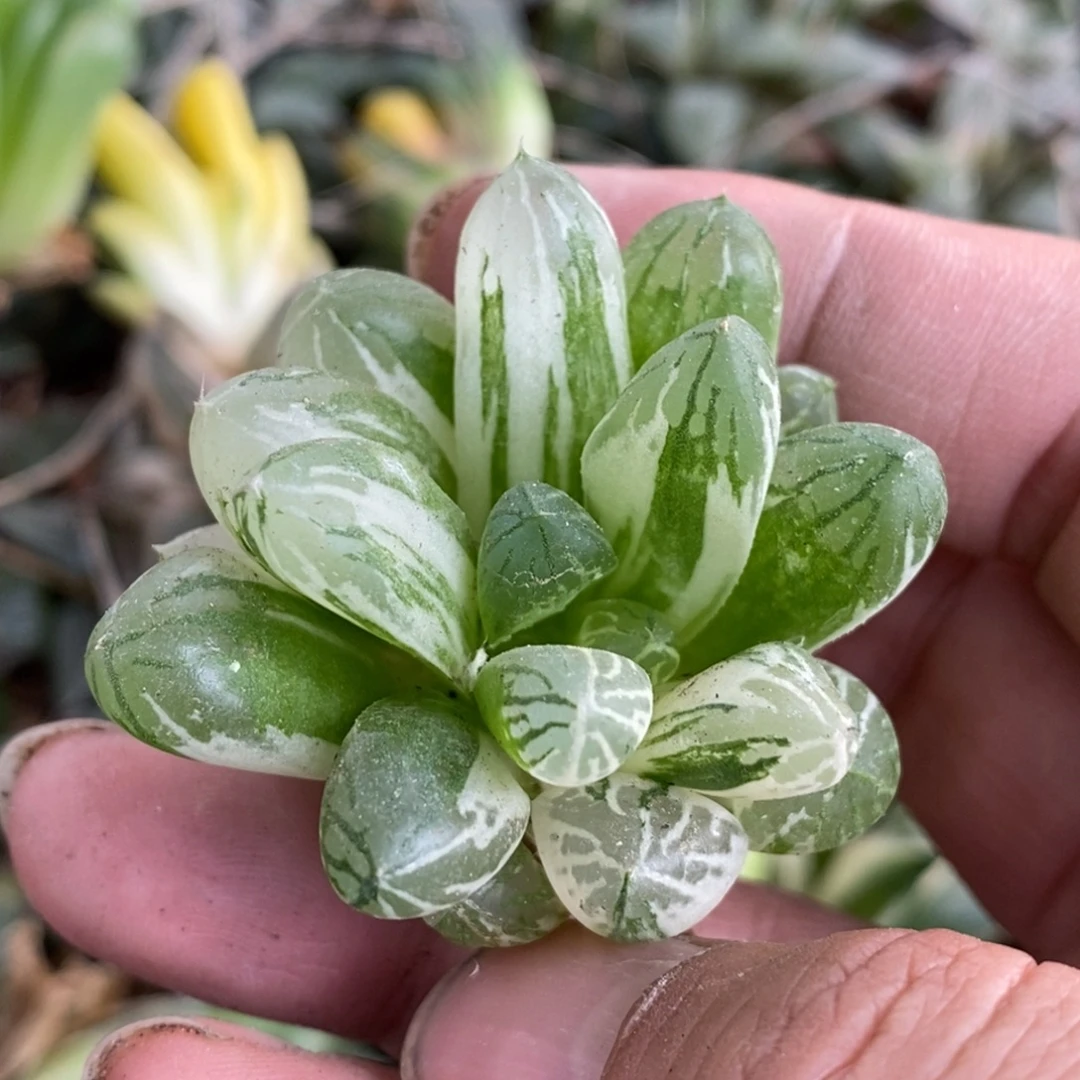 安***熙1153 一颗福利。