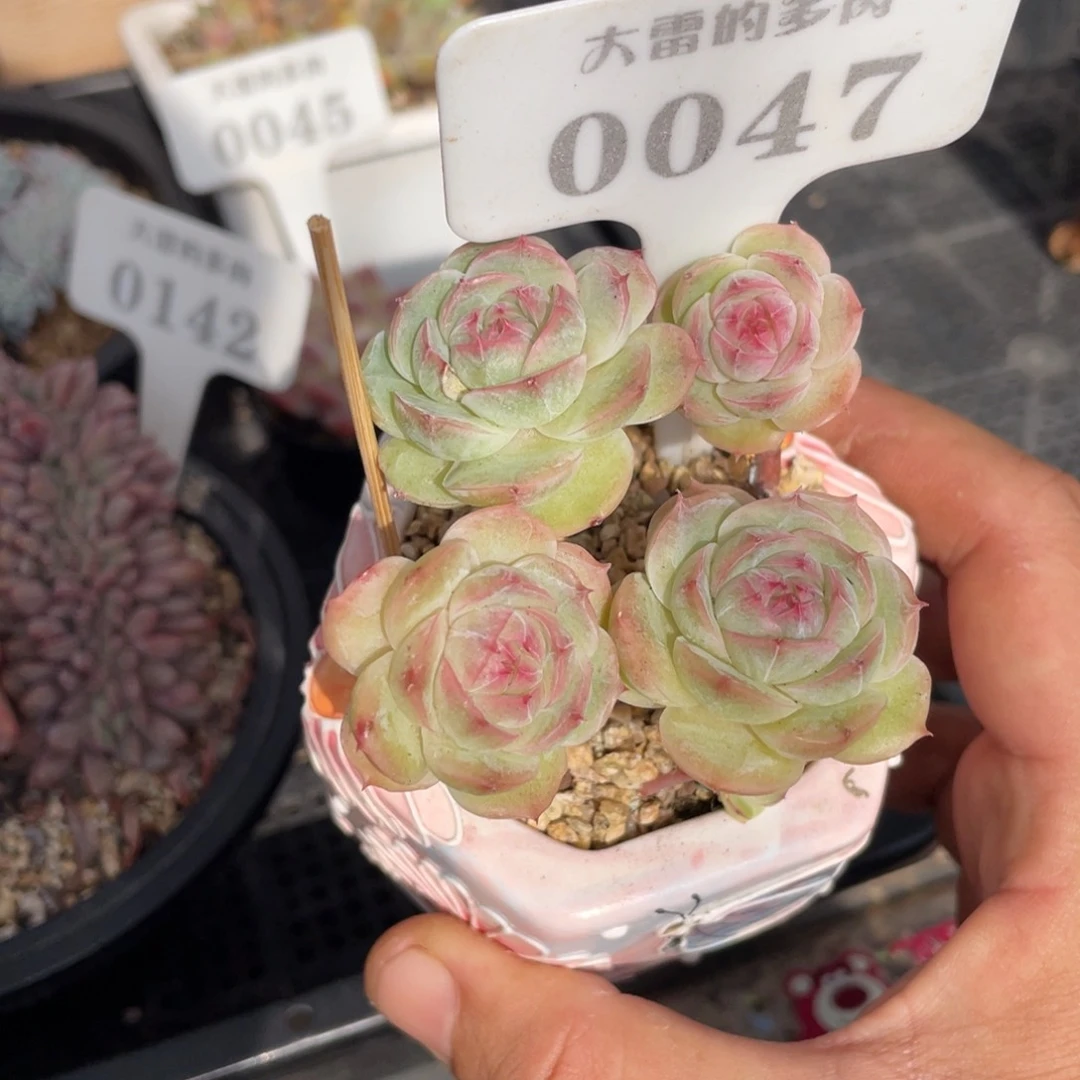 0047白芷不带盆8厘米