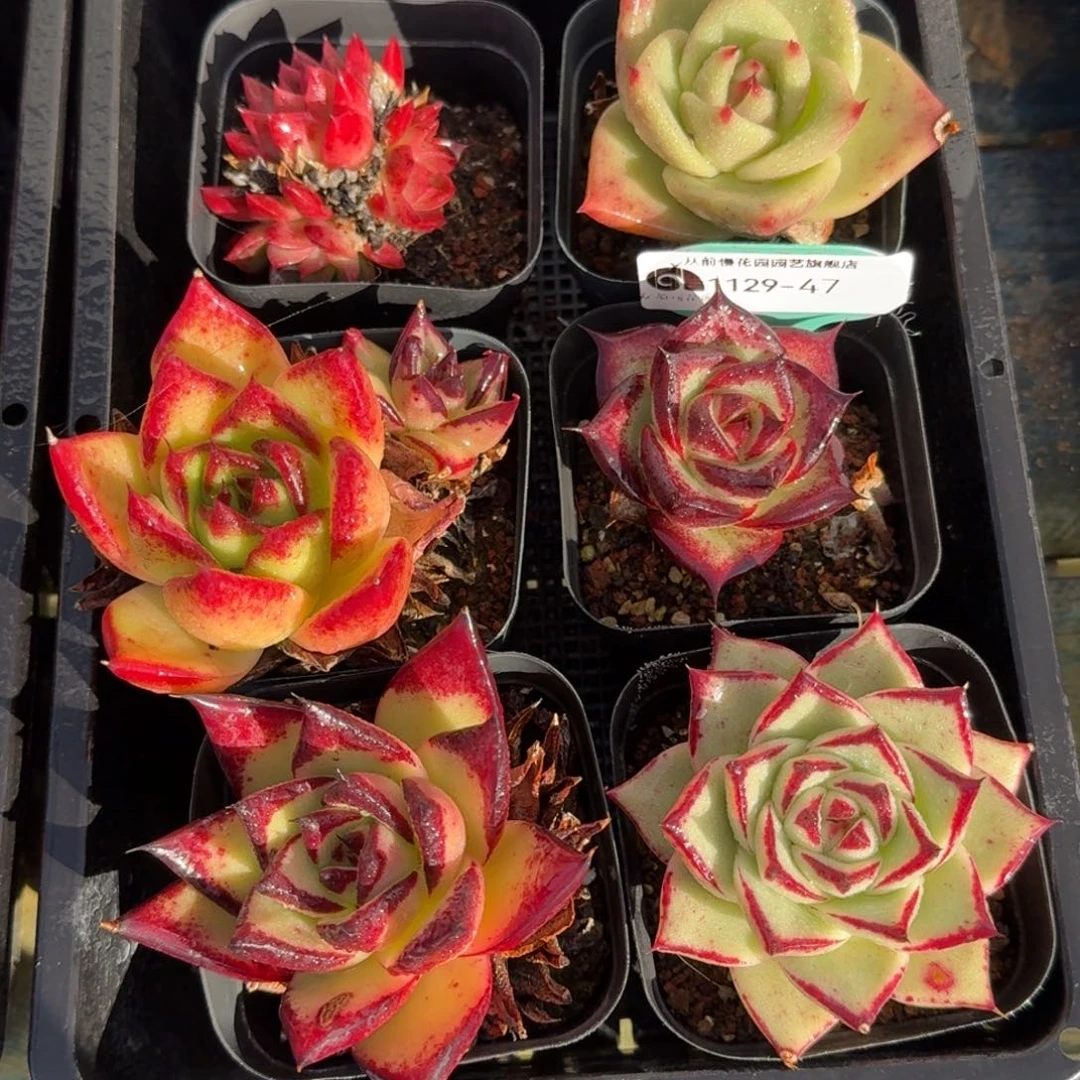 从前慢多肉精选编号1129.47