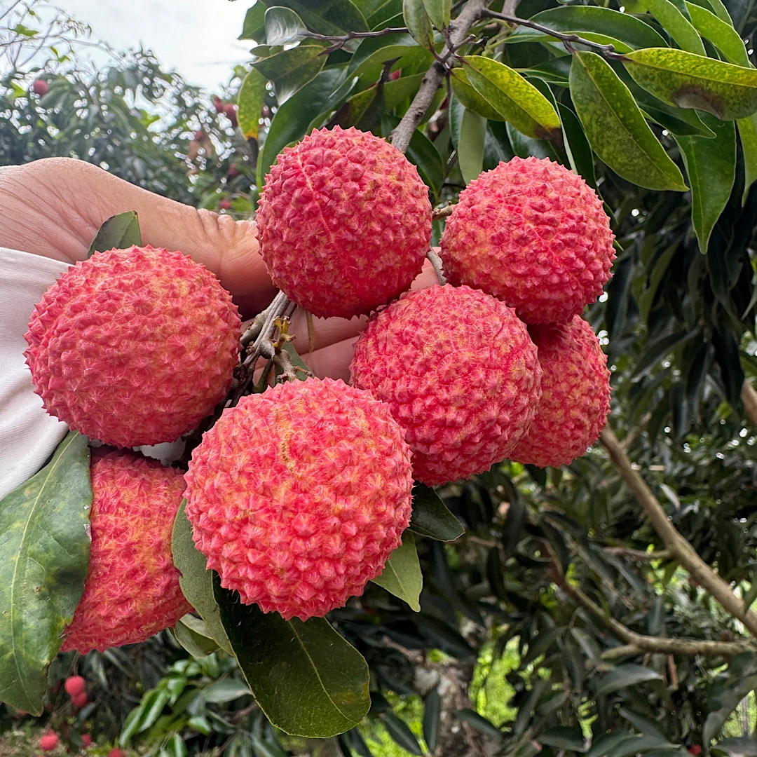 广东正宗桂味荔枝新鲜采摘皮薄肉厚核小【顺丰京东冷链发货】