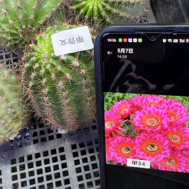 247彩草甲34歪5公分左右无根侧牙，20包邮