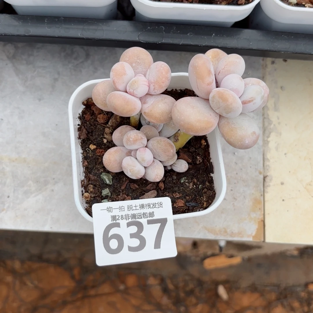 蛋黄奶老桩无盆土发货