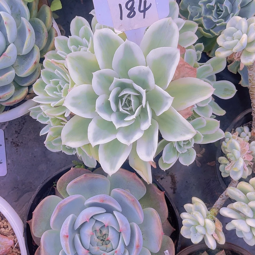 郭***芬00000000000000000184