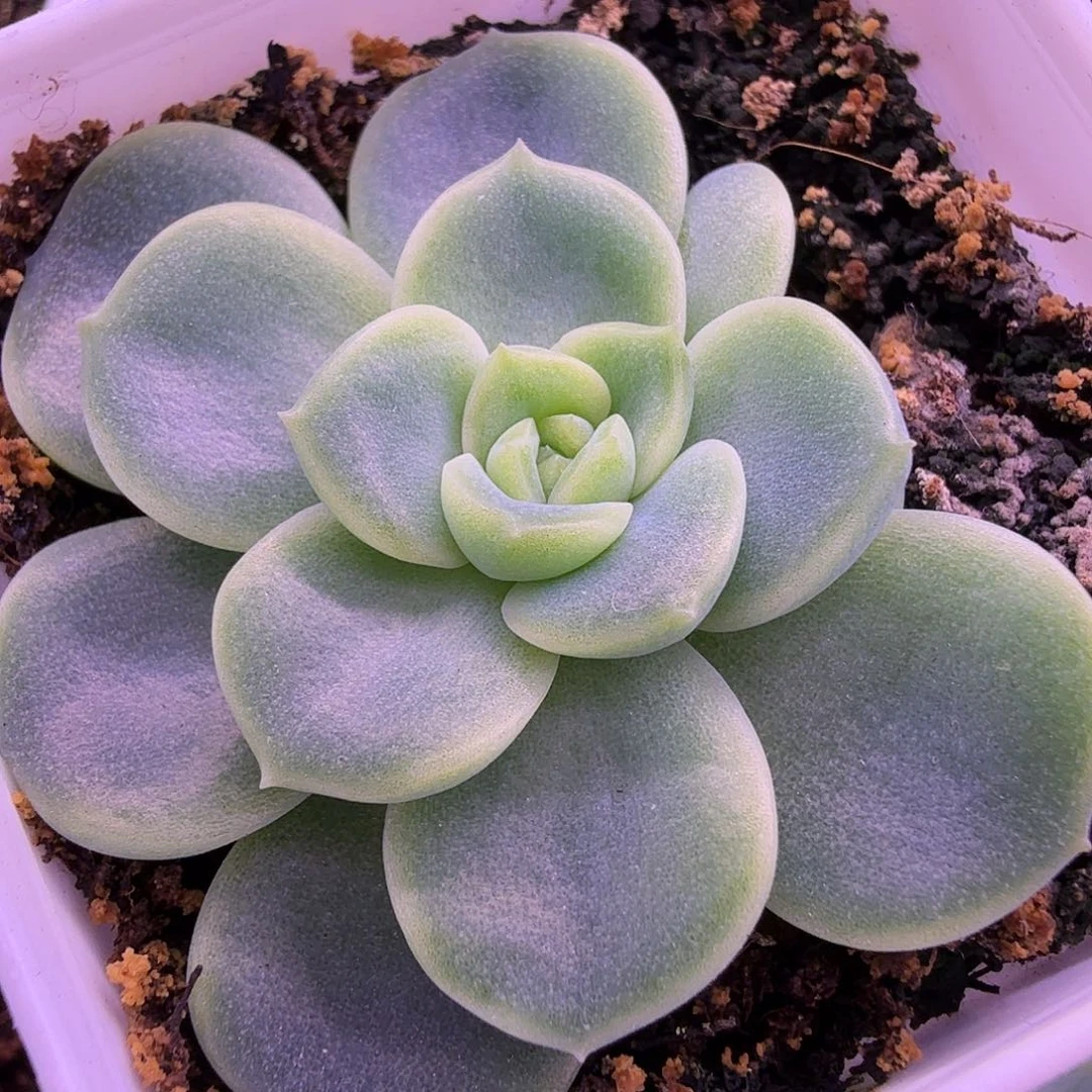 财富密码羊脂玉叶插苗双头一物一拍