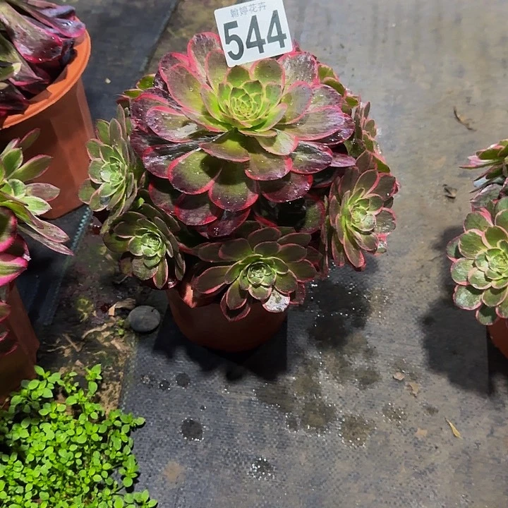 000000000544粉花妖