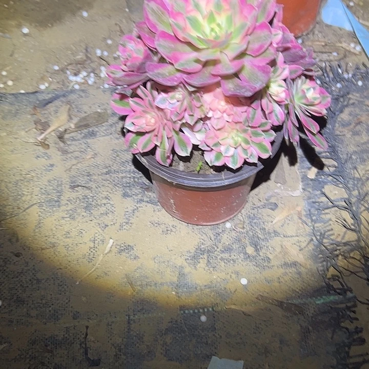 多肉法师植物链接58