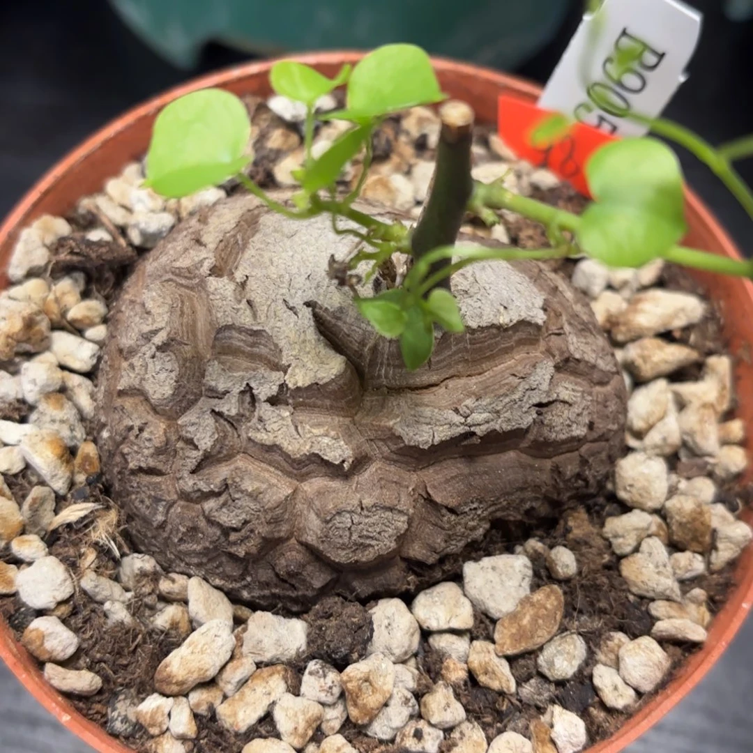 9804号龟甲龙带盆包邮不退不换