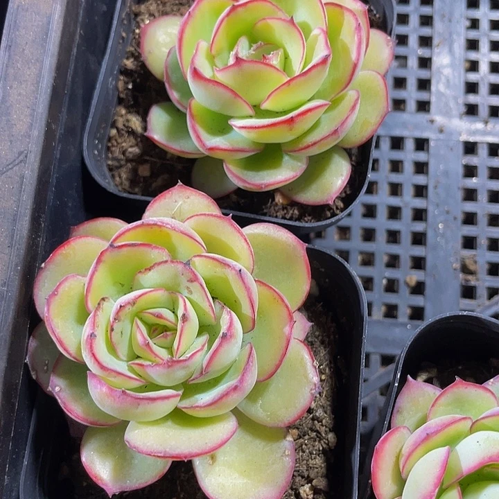 牡丹亭2.8带盆土