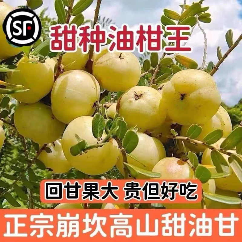 （当年结果）正品嫁接甜种油甘余甘果油甘子余甘子橄榄大牛甘果苗