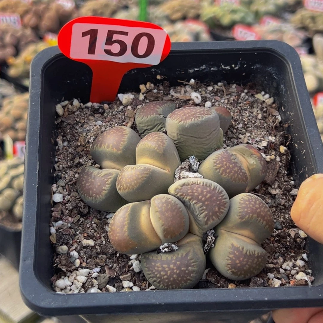 150 生石花大群生大群生