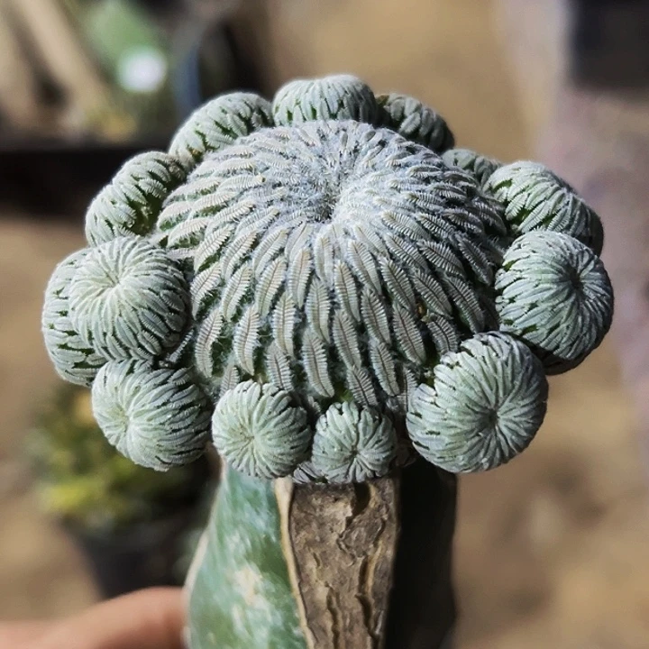 无花朵精巧丸群008