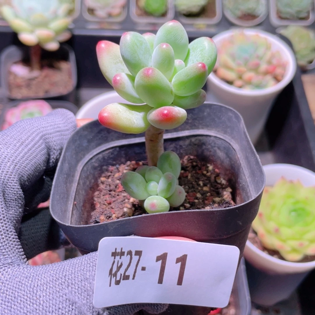 花利美27-11苹果奶