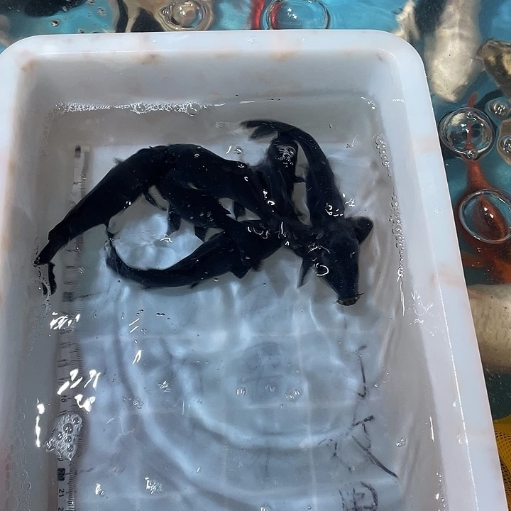 蝴蝶鲤鱼渔场直发13