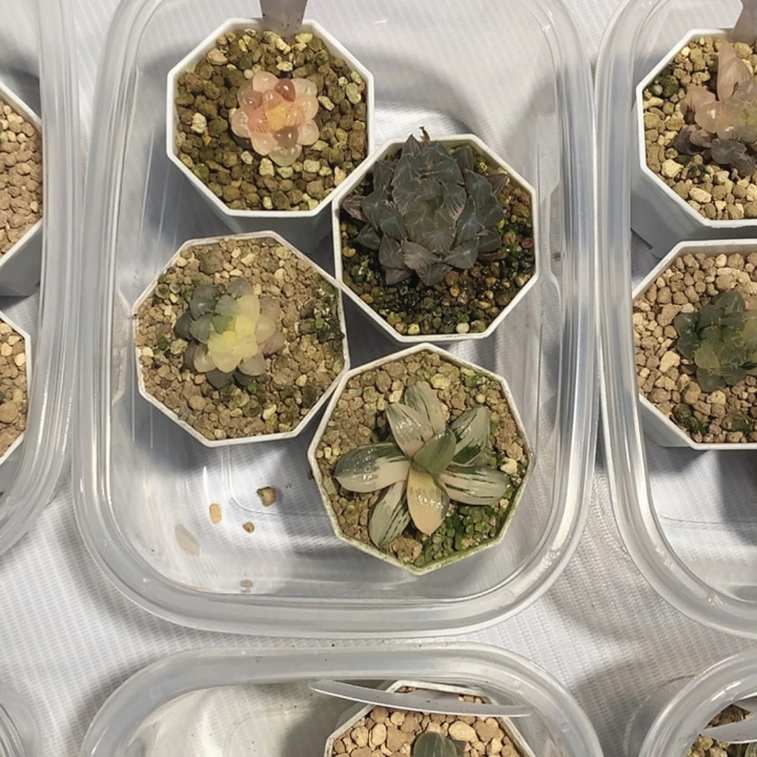 9号十二卷多肉植物