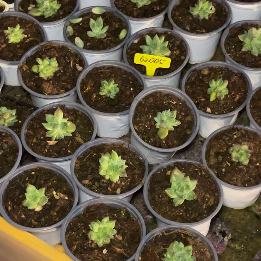 会***猪62005号晚上多肉植物共30课