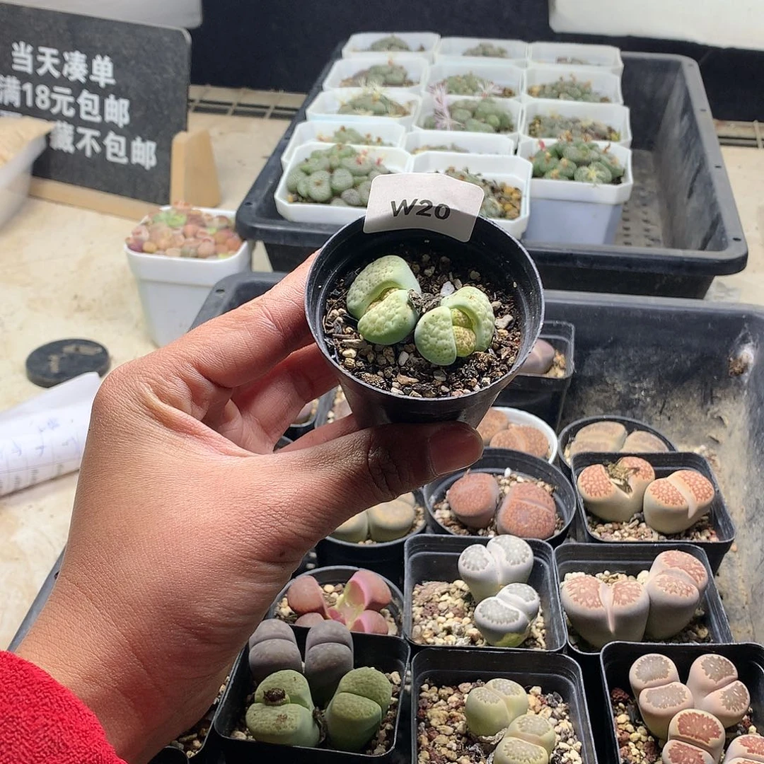 桐*侠w 20多肉植物保护研究所