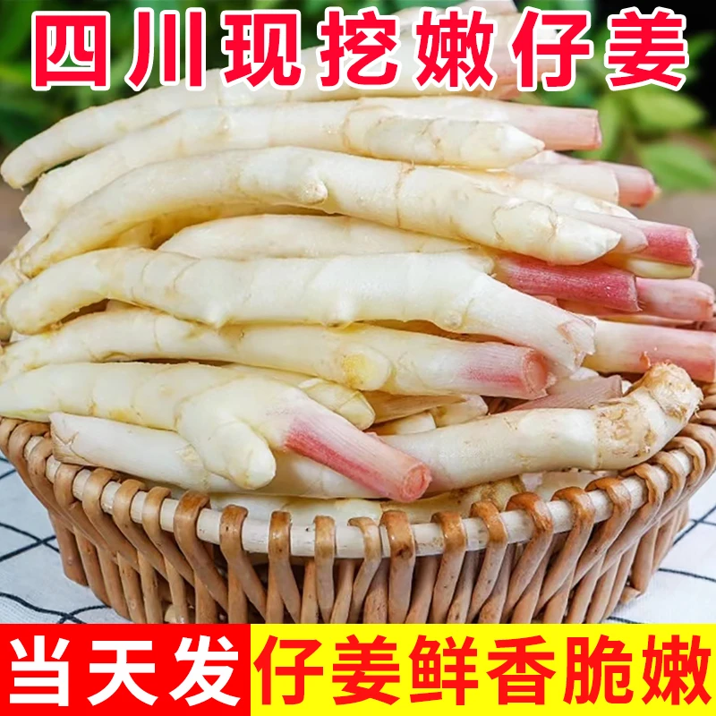 四川威远新鲜冬季嫩仔姜小仔姜大仔姜现挖现发带泥嫩姜芽子姜1/3/5/8斤装四川红芽嫩姜