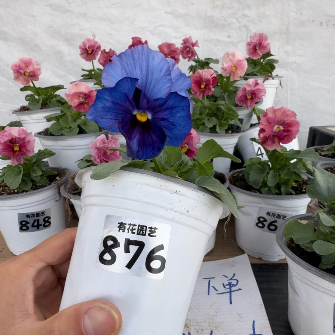 全部花朵876号角堇
