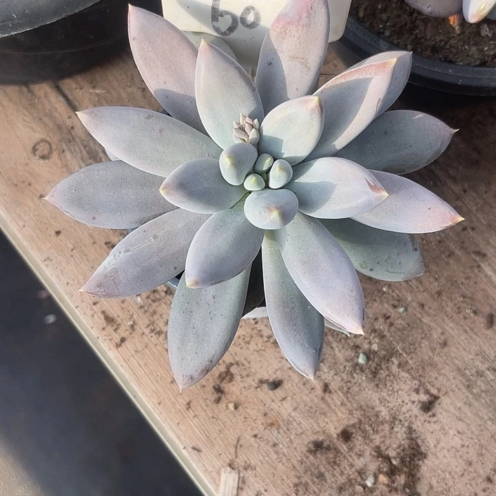 两单包邮，一物一拍607哥特