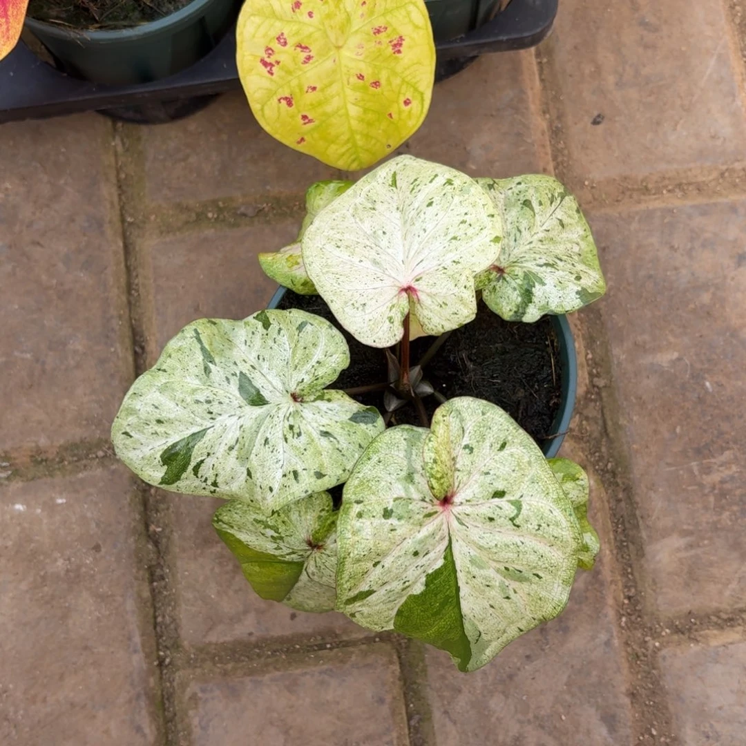 薄荷糖泰国 22-1126