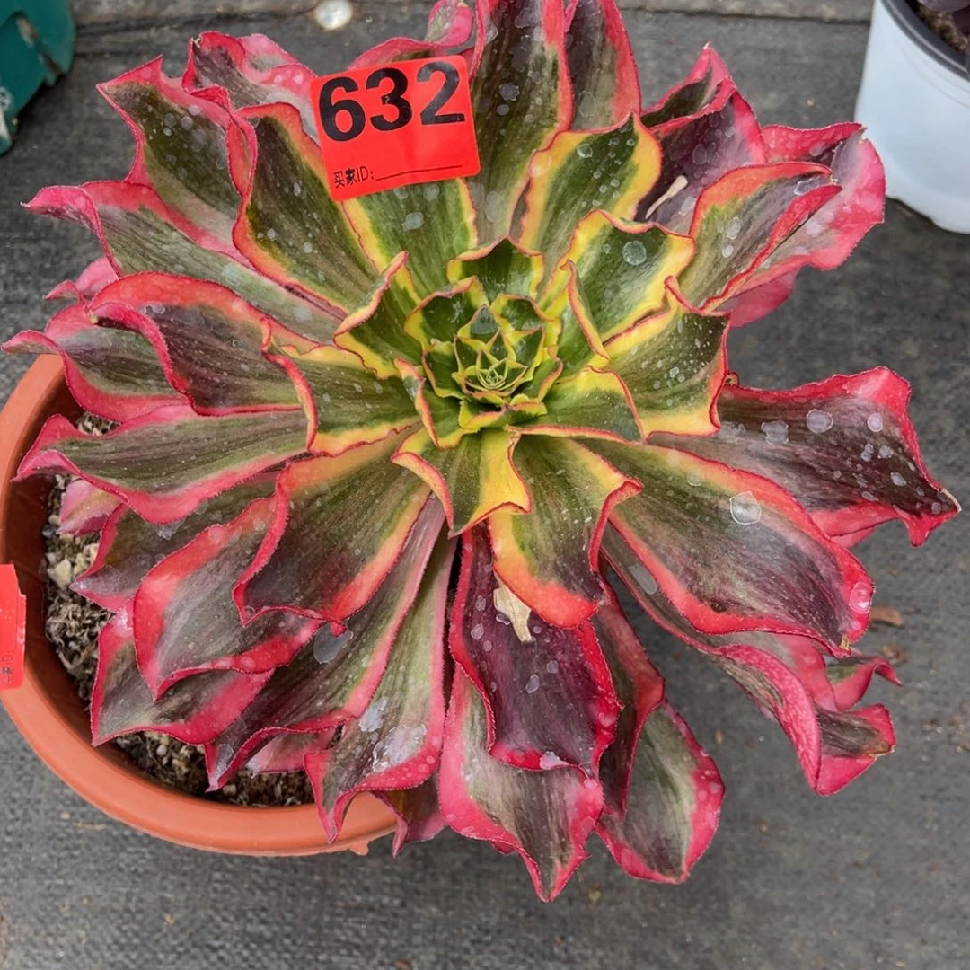 酸*632多肉法师魅影