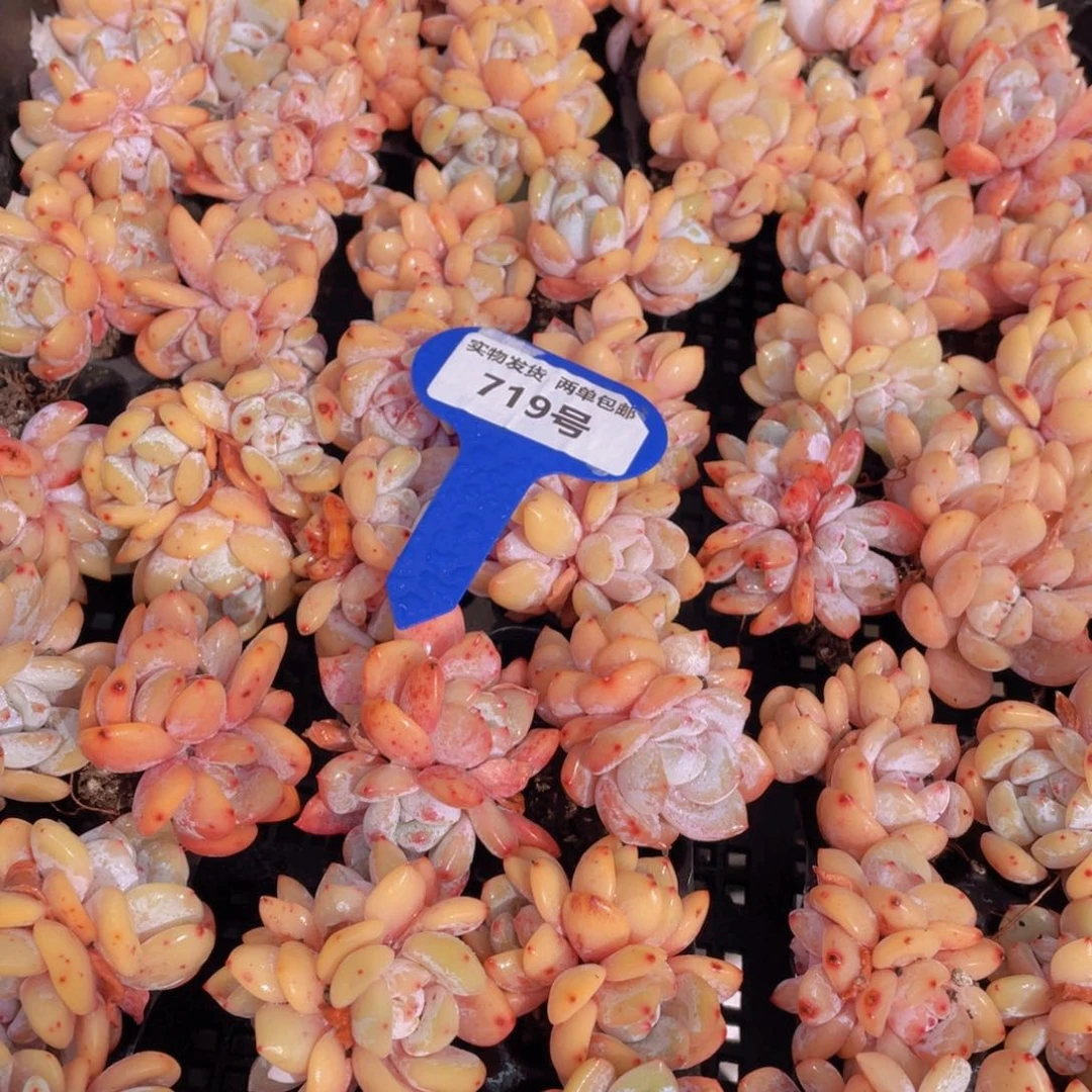 719号韩版仙女橙群生组合6个