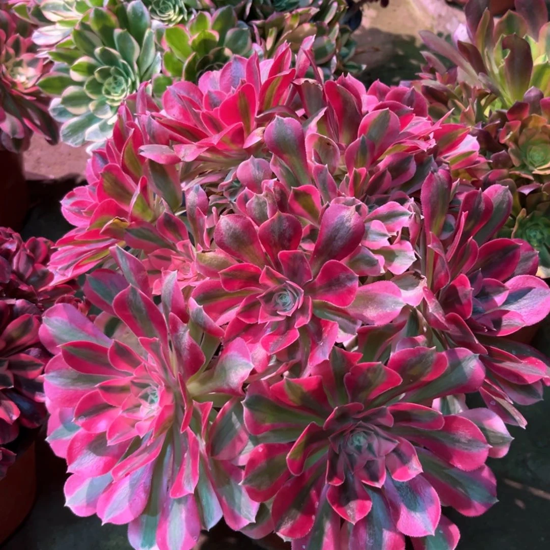 多肉植物女巫365