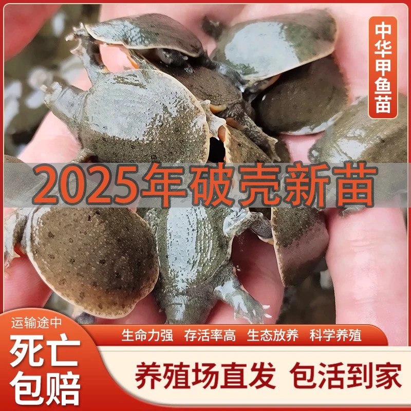 2025破壳小甲鱼苗养殖王八团鱼包邮鲜活中华鳖新苗批发