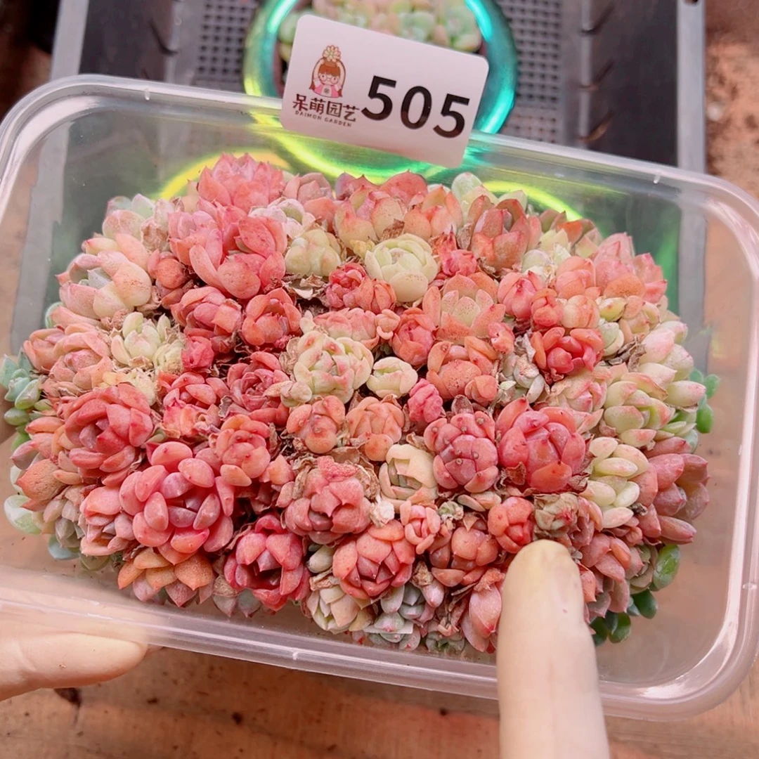 多肉植物多肉植物