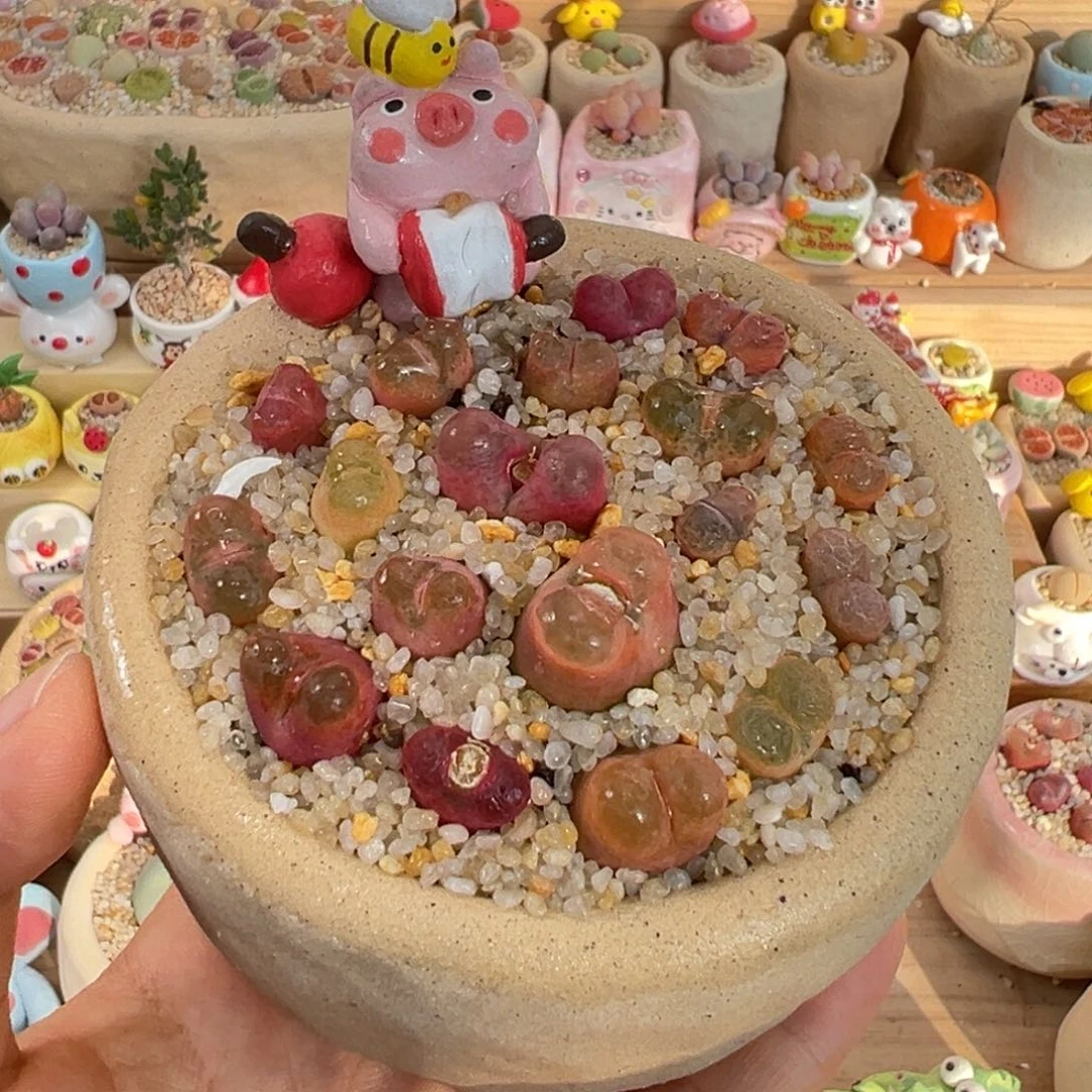 多肉植物41号粉毛