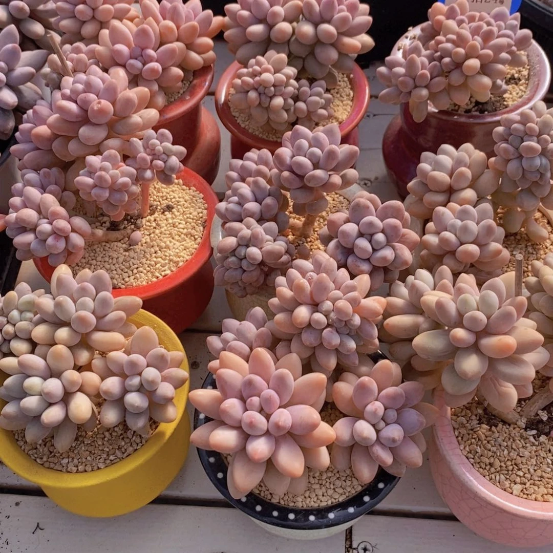 量拍24号 精品母本老桩汤圆奶酪缀化一个