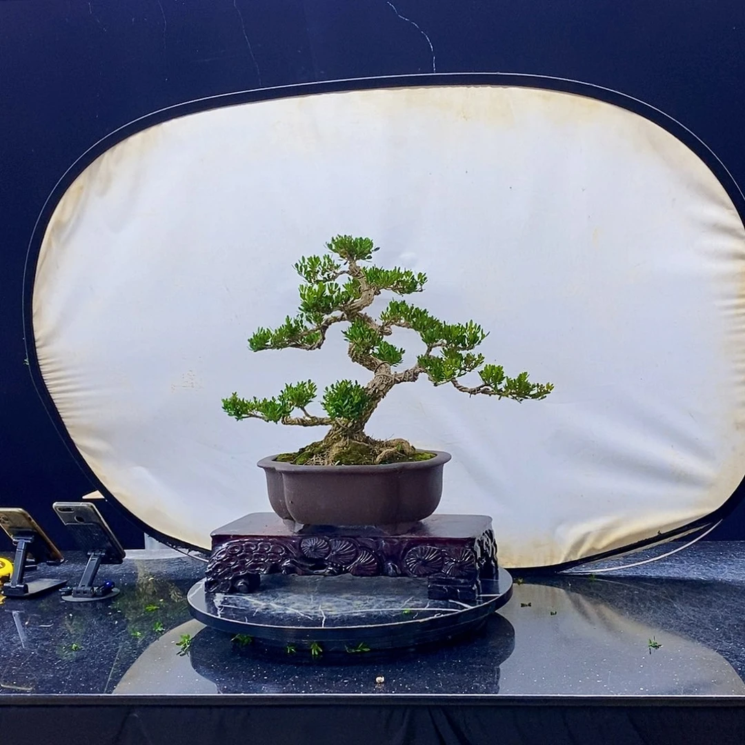 无花朵黄杨盆景造型