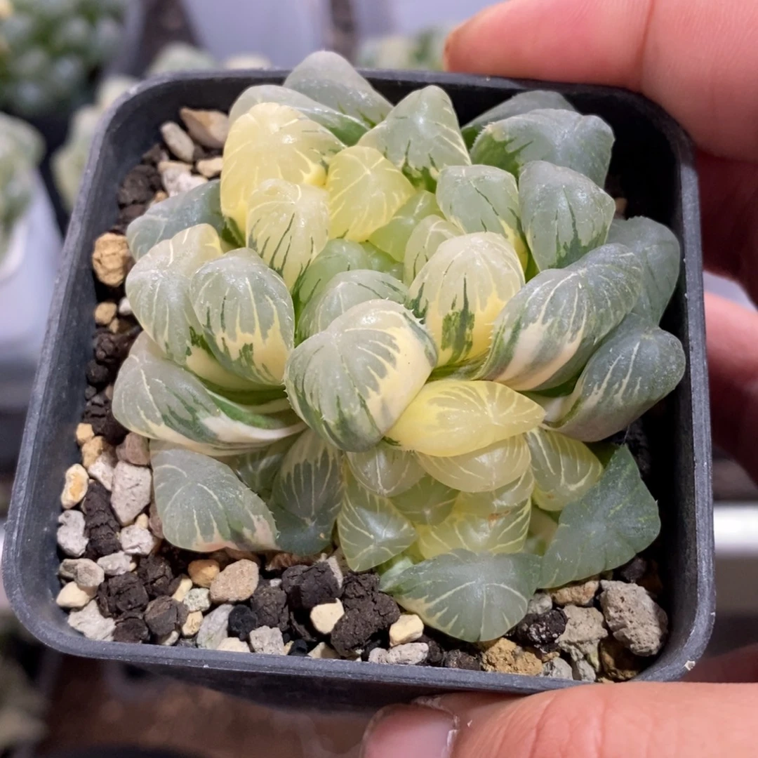 一颗大母本湖水玉露锦 元旦福利