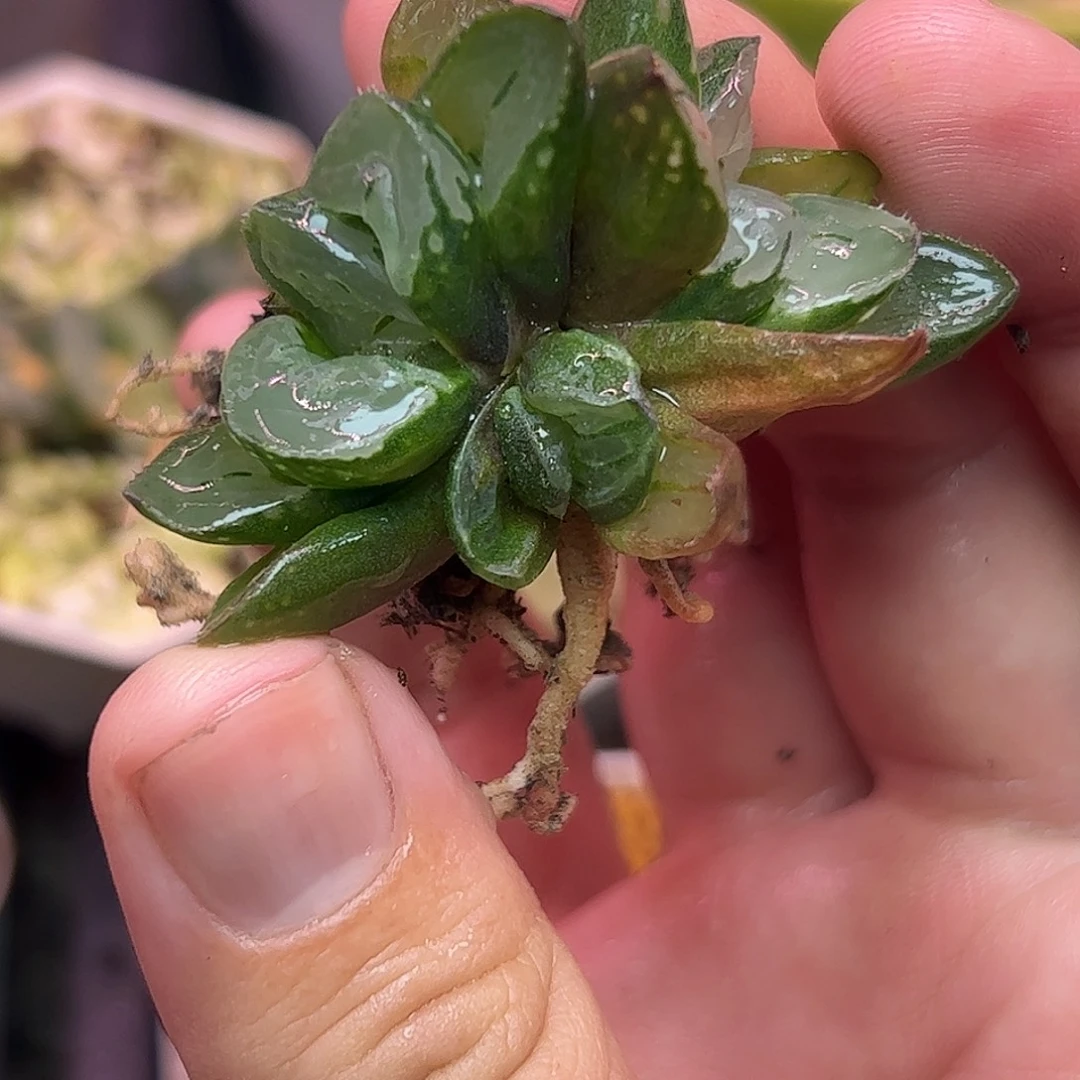 圣诞蜡烛巨大化十二卷多肉