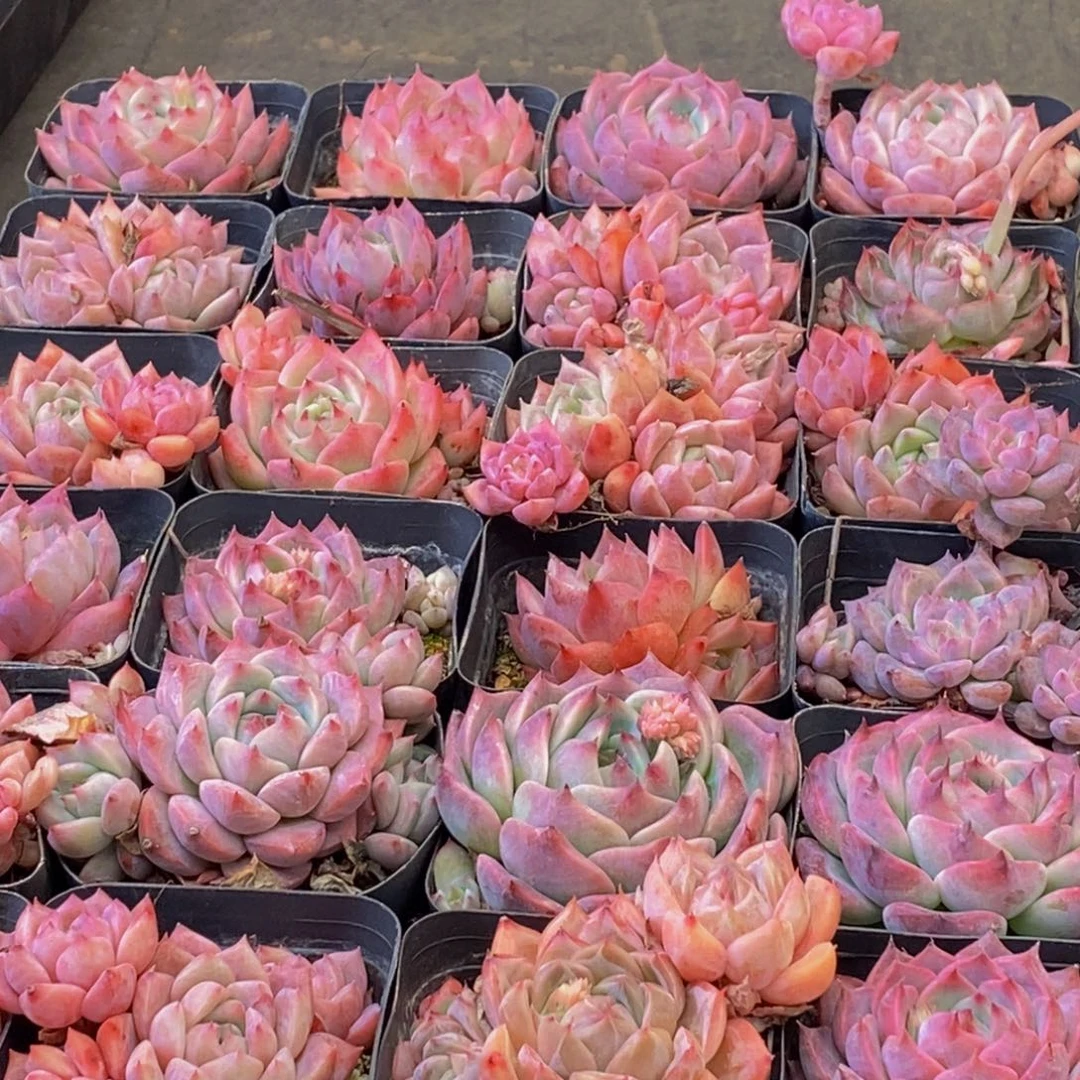 355多肉植物保护研究所所长