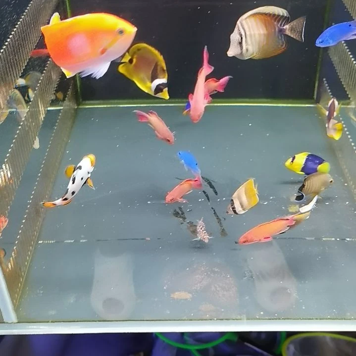 开口颗粒虎纹仙6+