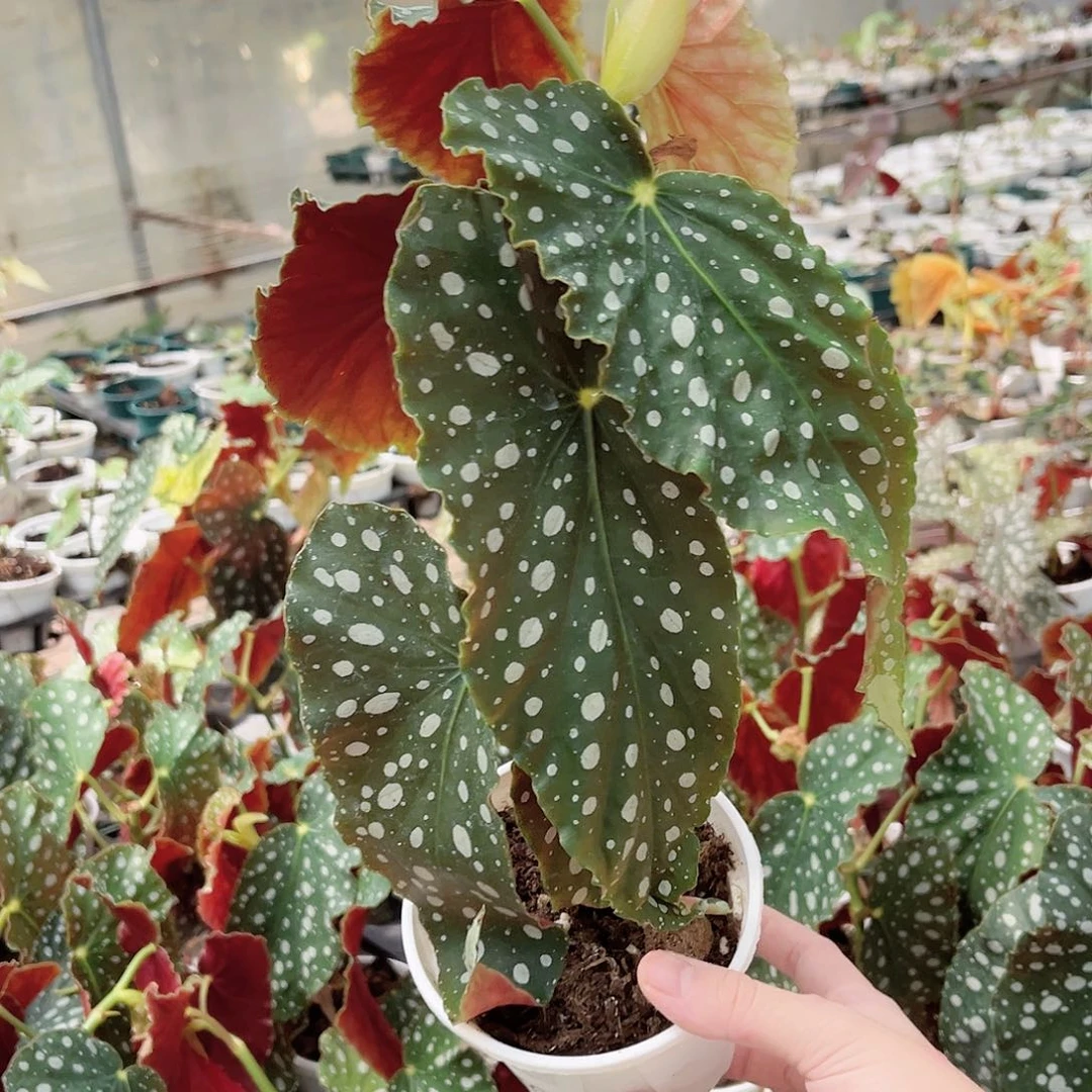 完全开放206泪珍珠