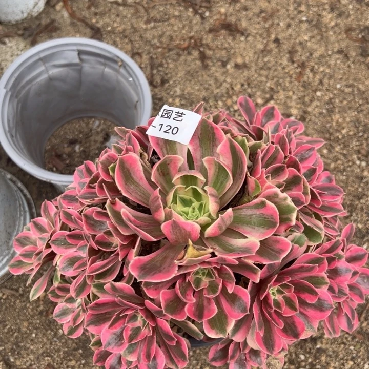 女妖手捧多肉植物120