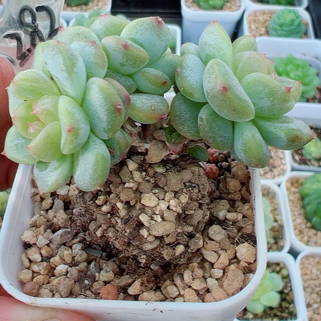 282哈哈哈哈哈哈哈哈我笑