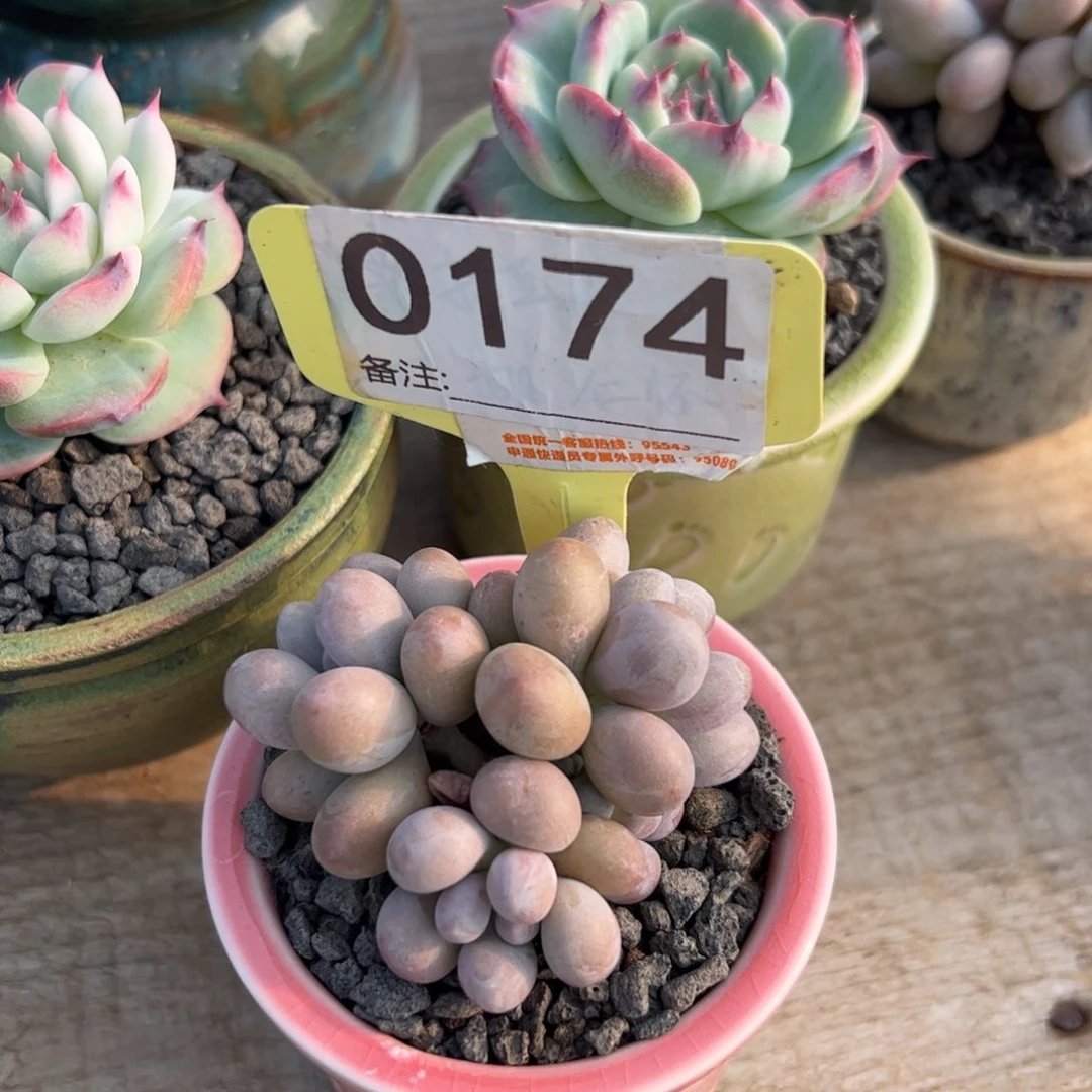 樱花奶酪多肉植物