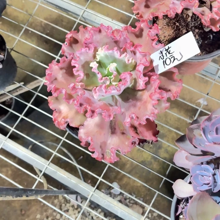 ****多肉植物一物一拍