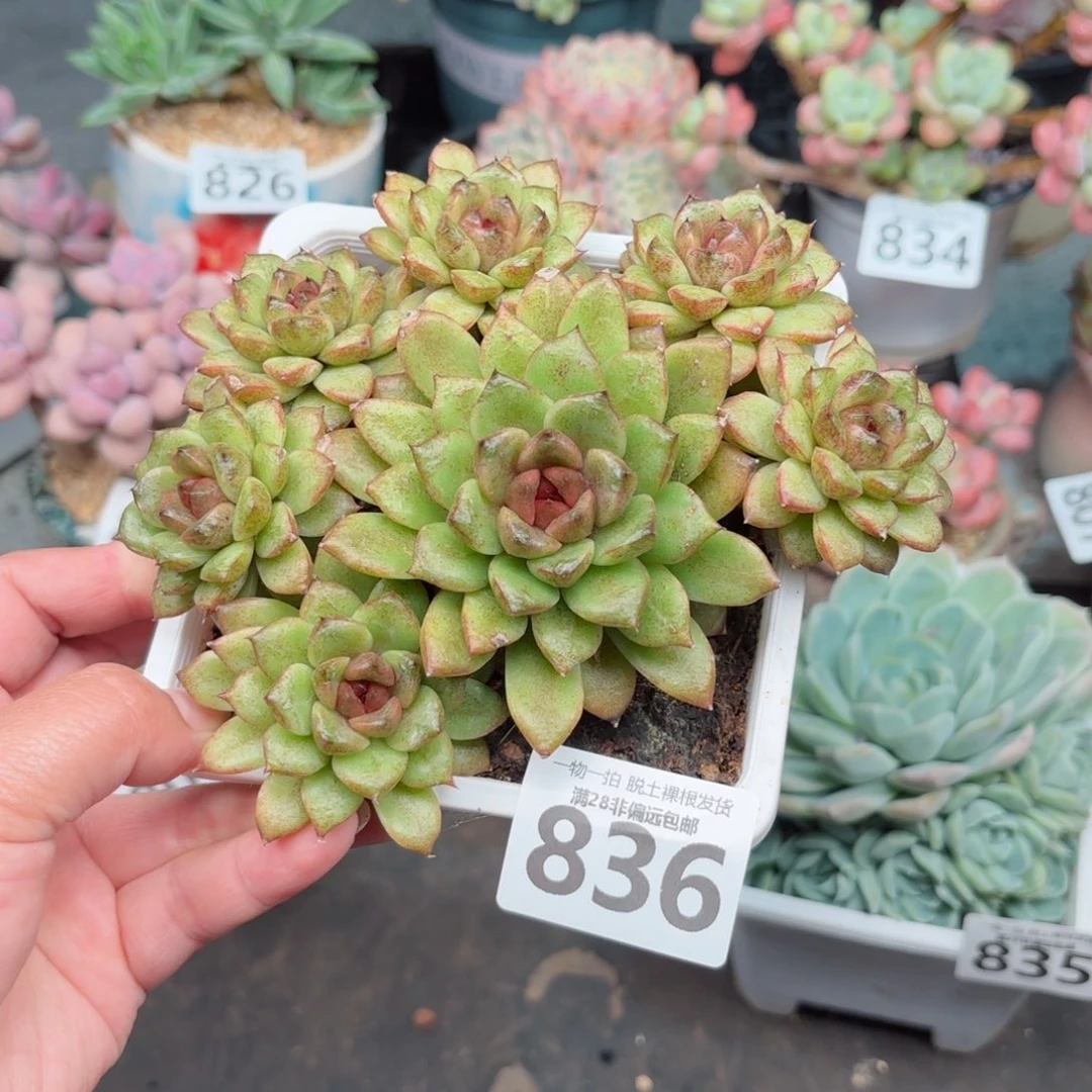 黑水晶无盆土发货