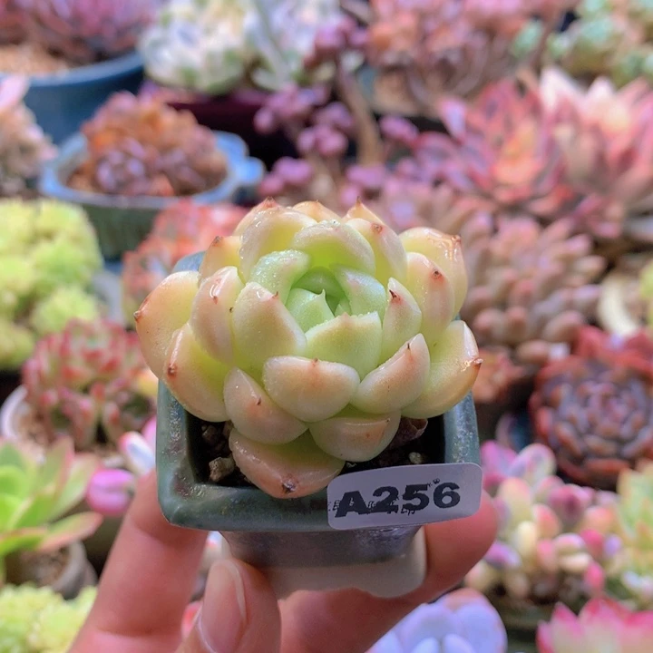 一物一拍含盆土满38包邮A256