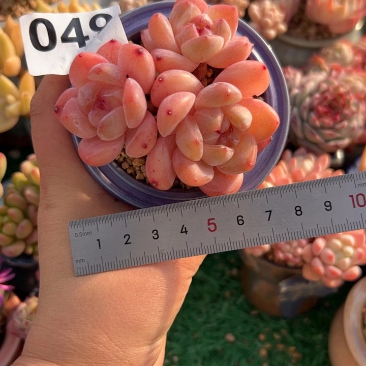 大**儿049 多肉植物组合