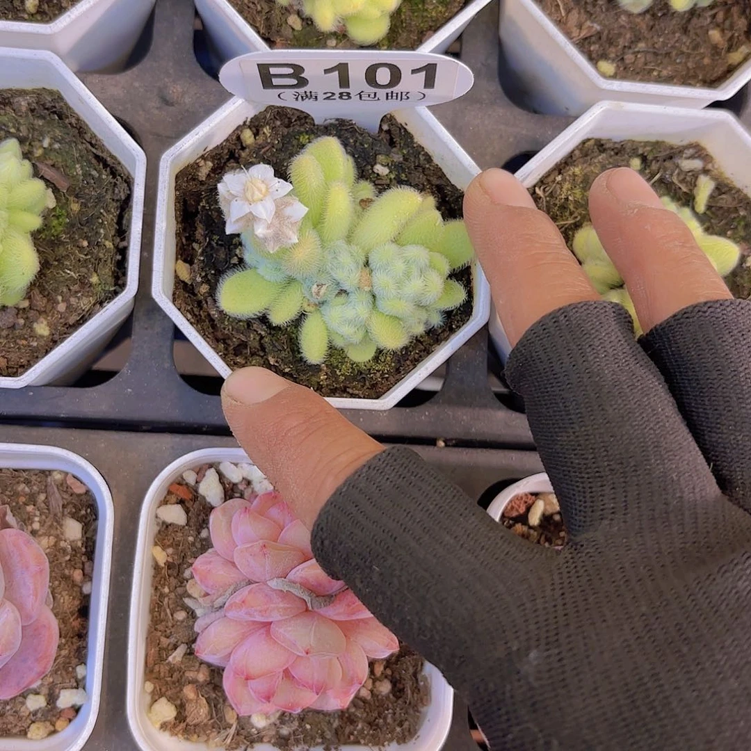 B101信东尼一物一拍