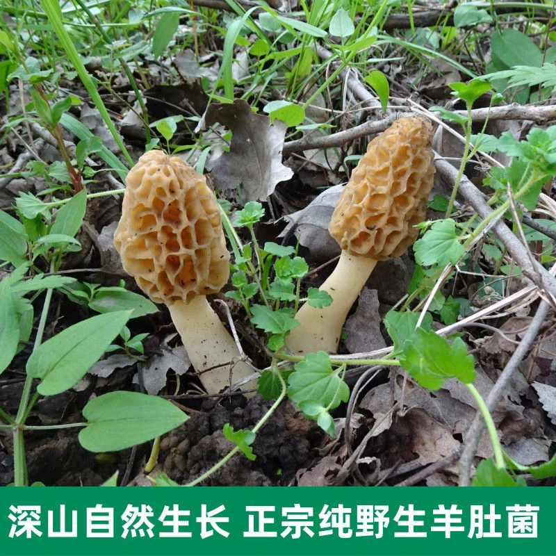 云南新鲜野生羊肚菌野生菌菇干鲜货天然食用菌煲汤