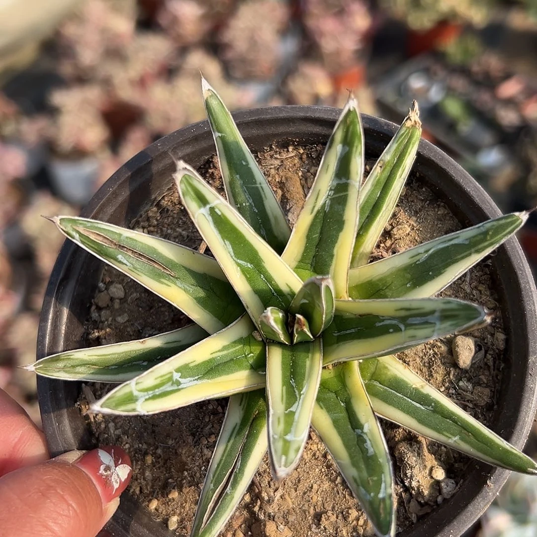 多肉植物金山单头