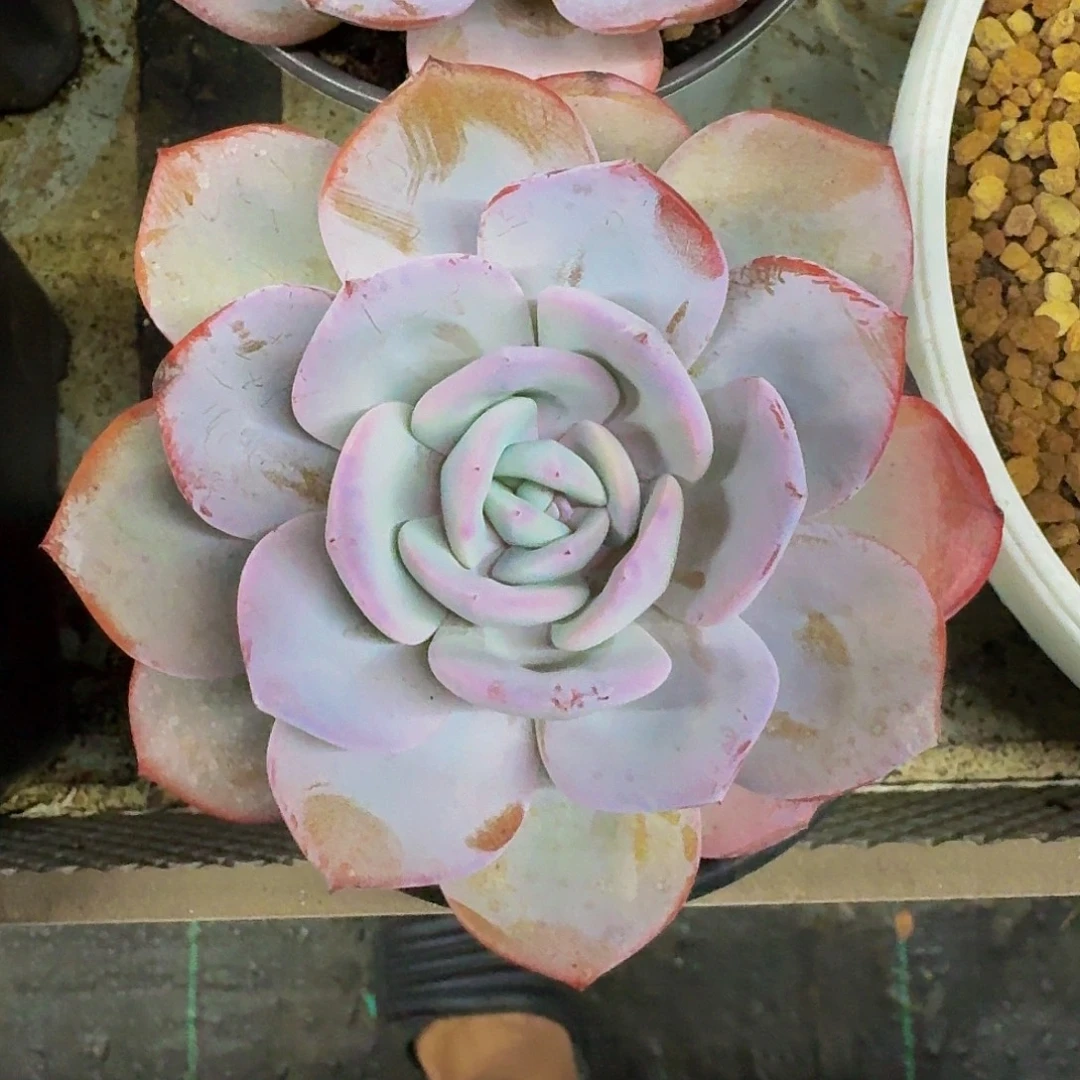 奶茶 单头  一物一拍