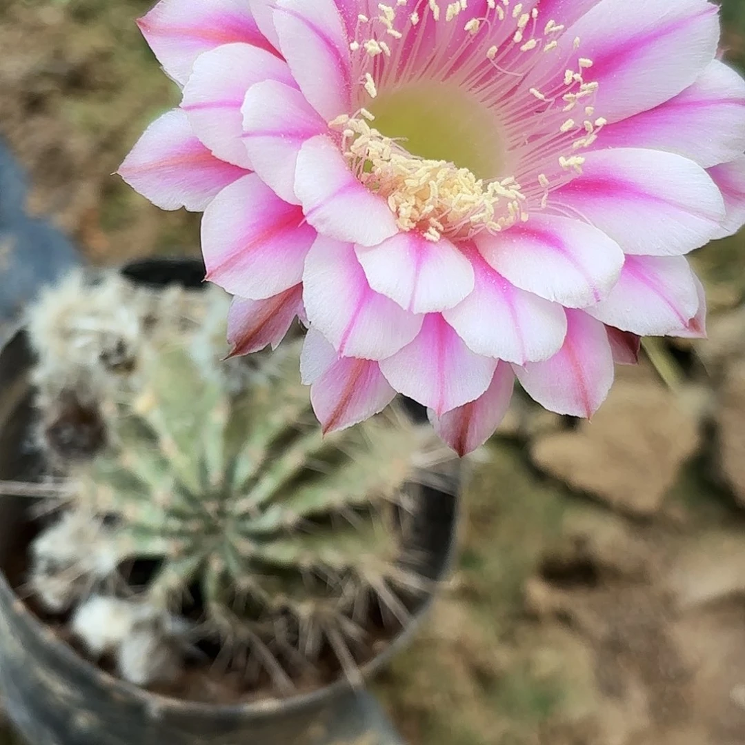 ，***172 干皮实生瑕疵20包邮